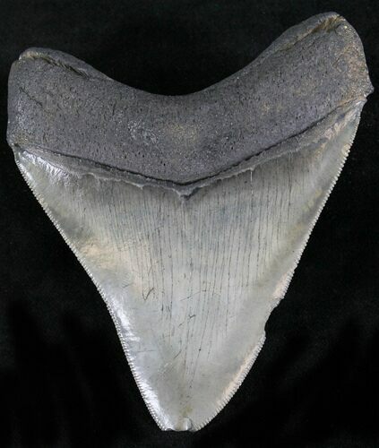 Glossy, Serrated Megalodon Tooth - Georgia #22563